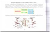 Anatomia sistemului nervos 10-40 scan.pdf
