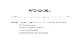 Mitohondriji, Kloroplasti i Peroksisomi