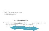 Superficie Medial (1)