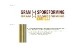gram (+) sporeforming bacilli