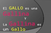 Gallo Gallina