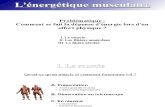 Energetique Musculaire