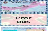 Proteus y Enterobacter