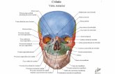 aAtlas de Anatomia Humafna - Netter (Português)