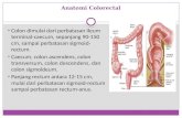 Anatomi Colorectal