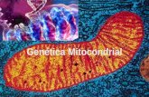 DNA Mitocondrial