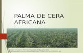 Palma de Cera Africana