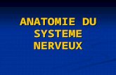 S1 ANATOMIE DU SYSTEME NERVEUX (2).ppt