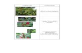 Caracteristicas Rubiaceae y Melastomataceae