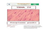 T26 Toxoplasma UAM