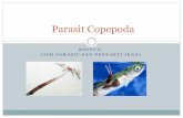 Copepoda Parasites