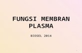 Kuliah 03 Fungsi Membran Plasma 2014