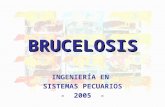 Brucelosis Humana