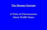 The Human Genome 23 Pairs of Chromosomes About 30,000 Genes.