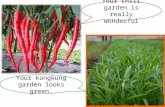 Your chili garden is really wonderful. I like your long green beans. I love these tomoatoes cherry!