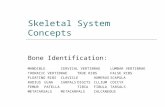 Skeletal System Concepts Bone Identification: MANDIBLECERVICAL VERTIBRAELUMBAR VERTIBRAE THORACIC VERTIBRAETRUE RIBSFALSE RIBS FLOATING RIBSCLAVICLEHUMERUSSCAPULA.