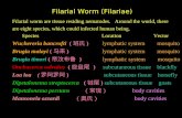 Filarial Worm (Filariae) Filarial worm are tissue residing nematodes. Around the world, there are eight species, which could infected human being. Species.