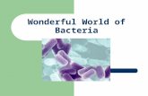 Wonderful World of Bacteria. The Cell The cell is a unit of organization Cells are classified as prokaryotes or eukaryotes Living things are classified.