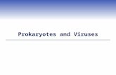 Prokaryotes and Viruses. Characteristics of Prokaryotic Cells  Single-celled bacteria and archaeans  No nucleus or membrane-bound organelles  Smallest,