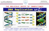 DNA Replication نـَسْـــــخ الـ دنا THE MOLECULE BASIS OF INHERITANCE  .