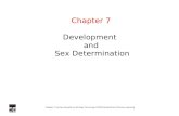 Chapter 7 Human Heredity by Michael Cummings ©2006 Brooks/Cole-Thomson Learning Chapter 7 Development and Sex Determination.
