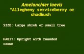 Amelanchier laevis “Allegheny serviceberry or shadbush” SIZE: Large shrub or small tree HABIT: Upright with rounded crown.