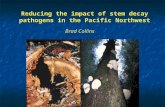 Reducing the impact of stem decay pathogens in the Pacific Northwest Brad Collins.