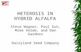 HETEROSIS IN HYBRID ALFALFA Steve Wagner, Paul Sun, Mike Velde, and Dan Gardner Dairyland Seed Company.