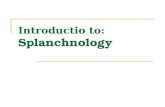 Introductio to: Splanchnology. Composition: Alimentary system 消化系统 Respiratory system 呼吸系统 Urinary system 泌尿系统 Reproductive system 生殖系统 Characters.