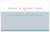 HTTP:// RAIN_STIMULATION/ HTTP:// RAIN_STIMULATION/ Brain & Spinal Cord.