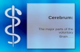 Cerebrum: The major parts of the voluntary Brain…..