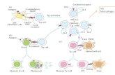 NK Macrophages. 本章大綱 1. Hematopoiesis ( 造血 ) 2. Cells of the Immune System 3. Organs of the Immune System.