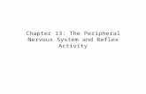 Chapter 13: The Peripheral Nervous System and Reflex Activity.