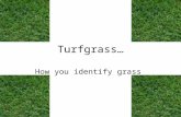 Turfgrass… How you identify grass. Identifying North Carolina lawn grass varieties. There are three regions or zones based on climate –Temperature –Available.