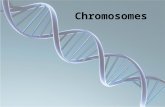 Chromosomes. Chromosome Abnormalities Numerical abnormalities Structural abnormalities Mixoploidy.