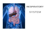 RESPIRATORY SYSTEM. PRIMARY FUNCTIONS Exchange gases (oxygen and CO2) Takes up oxygen from air and supplies it to blood (for cellular respiration).