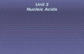 Unit 3 Nucleic Acids. Nucleic Acid-  A large complex organic molecule that stores and transmits genetic information  DNA & RNA.