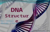 Mrs. Stewart Biology I Honors. STANDARDS: CLE 3210.4.1Investigate how genetic information is encoded in nucleic acids. CLE 3210.4.2Describe the relationships.