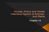 Classification of animal viruses › Taxonomic criteria based on  Genomic structure  DNA or RNA  Single-stranded or double-stranded  Virus particle.