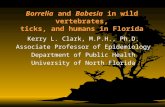 Borrelia and Babesia in wild vertebrates, ticks, and humans in Florida Kerry L. Clark, M.P.H., Ph.D. Associate Professor of Epidemiology Department of.