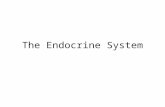 The Endocrine System. Nervous System vs. Endocrine System Nervous System Endocrine System Speed of Action? How Long do the Effects Last? What is Used.