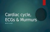 Cardiac cycle, ECGs & Murmurs BECKY & SHEF. ECGs.