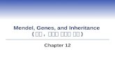 Mendel, Genes, and Inheritance ( 멘델, 유전자 그리고 유전 ) Chapter 12.