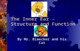 The Inner Ear – Structure and Function By Mr. Bleecker and his Cat.