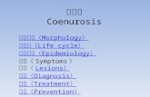多头蚴 Coenurosis 病原形态（ Morphology ） 生活史（ Life cycle ） 流行病学（ Epidemiology ） 症状（ Symptoms ） 病变（ Lesions ） 诊断（ Diagnosis ）