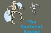 The Skeletal System Fun Facts A giraffe has the same # of bones in the neck as humans do Bones are 14% of your body weight Bone is 5x as strong as steel.
