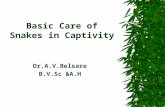 Basic Care of Snakes in Captivity Dr.A.V.Belsare B.V.Sc &A.H.