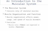 An Introduction to the Muscular System  The Muscular System  Consists only of skeletal muscles  Muscle Organization and Function  Muscle organization.