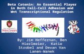 Beta Catenin: An Essential Player in Both Cell-Cell Adhesion and Wnt Transcriptional Regulation By: Jim Heffernan, Ben Hierlmeier, Katie Strobel and Devan.