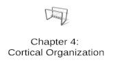 Chapter 4: Cortical Organization. Visual processing streams Striate cortex: simple feature detection But how are objects spatially represented in the.
